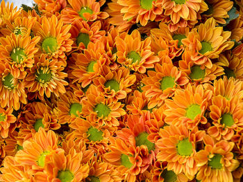 Full frame shot of orange flowering plants