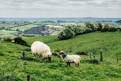 Sheep grazing on field against sky