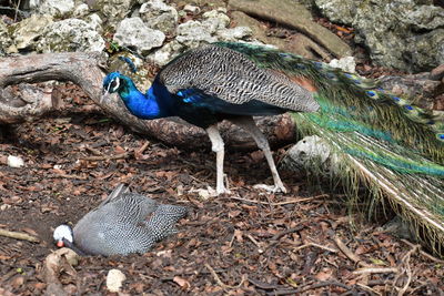 Close-up of peacock