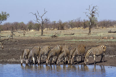 Zebras drinking water from lake