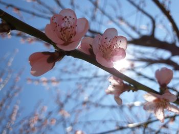 Close-up of cherry blossoms on branch