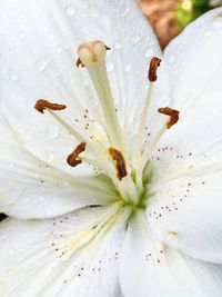 Close-up of white day lily