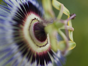 Close-up of purple flowering plant