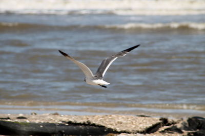 Seagull flying over sea