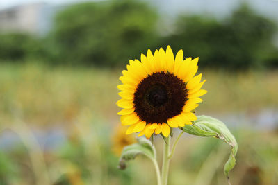 Close-up of sunflower blooming in field