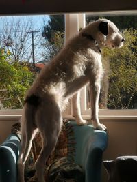 Cat sitting on window