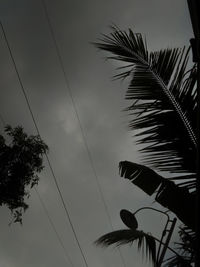 Low angle view of silhouette palm trees against sky