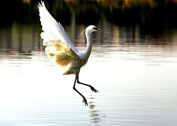 Close-up of bird in lake