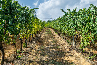 Rows of grape vines at a vineyard in tuscany, italy. summer day pathway through the trees. florence.