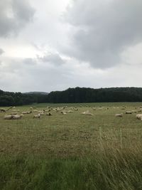 Scenic view of field against sky