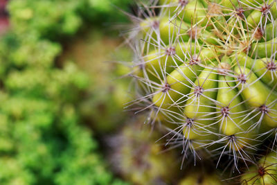 Close-up of cactus growing outdoors