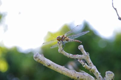 Close-up of insect on plant