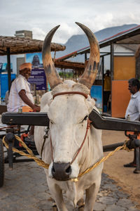 Men with horse cart