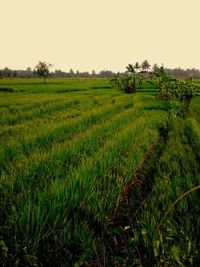 Scenic view of field against clear sky