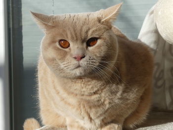 Close-up portrait of a cat