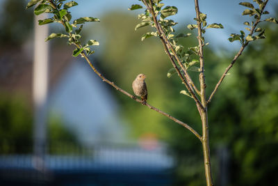 Bird perching on a branch