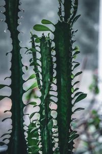 Close-up of succulent plant