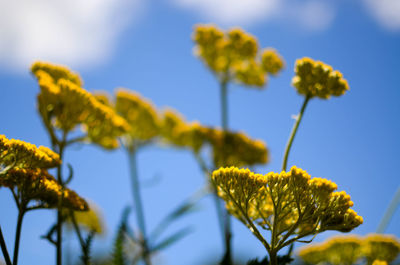 Close-up of yellow flowers against sky