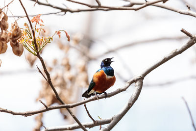 Close-up of superb starling perching on branch