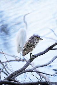 Low angle view of bird perching on tree above water with faded egret in background