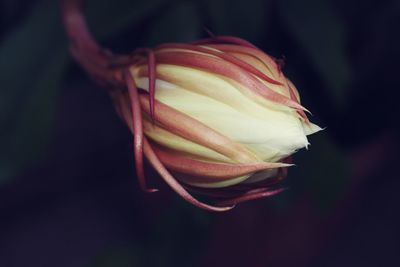 Close-up of rose blooming outdoors