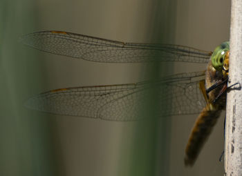 Close-up of dragonfly