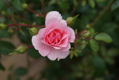 Close-up of pink rose