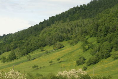 Scenic view of trees on field against sky