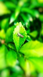 Close-up of insect on plant