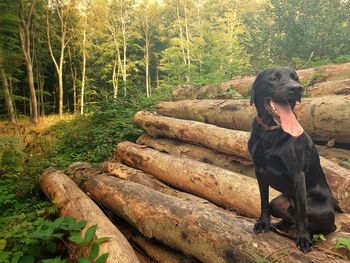 Dog sitting in forest