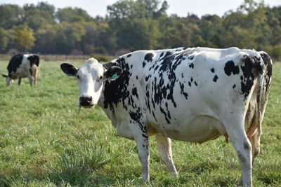 Holstein cow in a field looking at the camera.