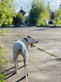 White dog standing on footpath