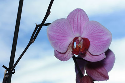 Close-up of pink flower blooming against sky