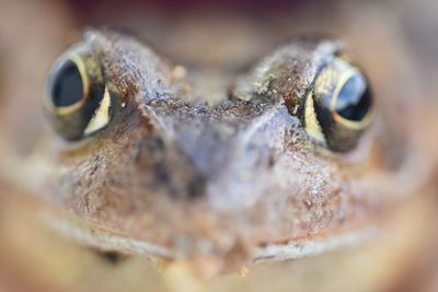 Close-up of toad head