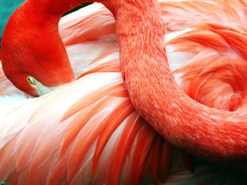 Close-up of red rose