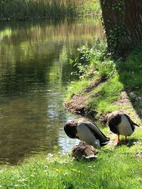 View of a duck on the lake