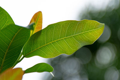 Close-up of fresh green leaves