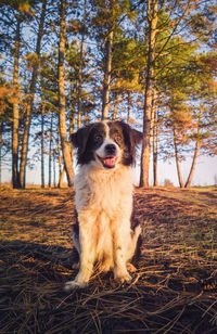 Vertical portrait of a smiling border collie dog, posing happy, open mouth expression.