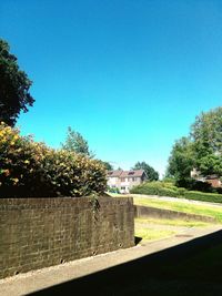 Trees against clear blue sky