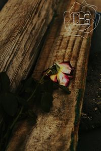 High angle view of butterfly on wood