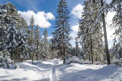 Trees on snow covered field against sky