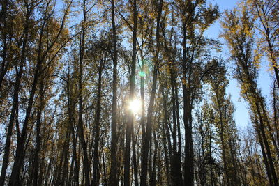 Low angle view of sunlight streaming through trees in forest