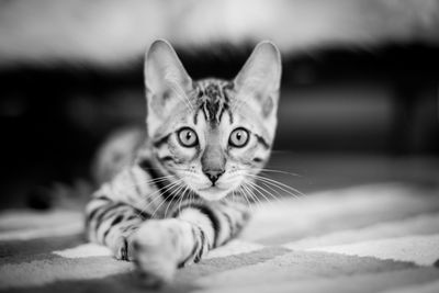 Close-up portrait of cat