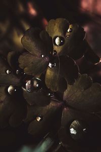 Close-up of raindrops on leaves