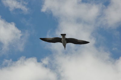 Low angle view of bird flying