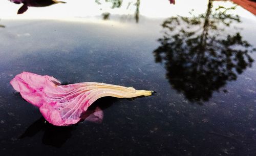 Leaves floating on water
