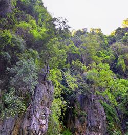 Scenic view of forest against sky