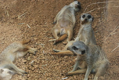 Meerkats relaxing at zoo