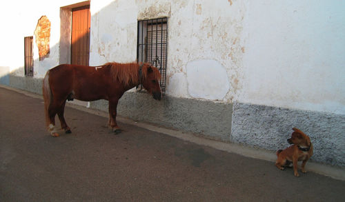 View of pony and dog on village street