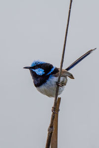 Low angle view of bird perching against clear sky